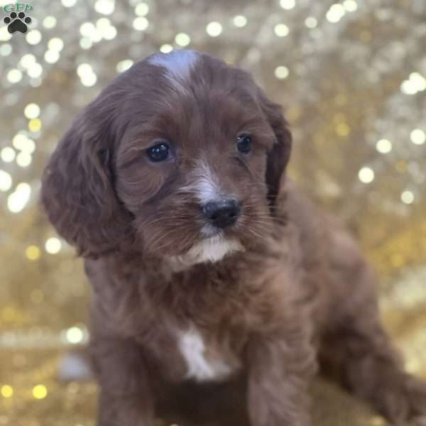 Ruru, Cavapoo Puppy